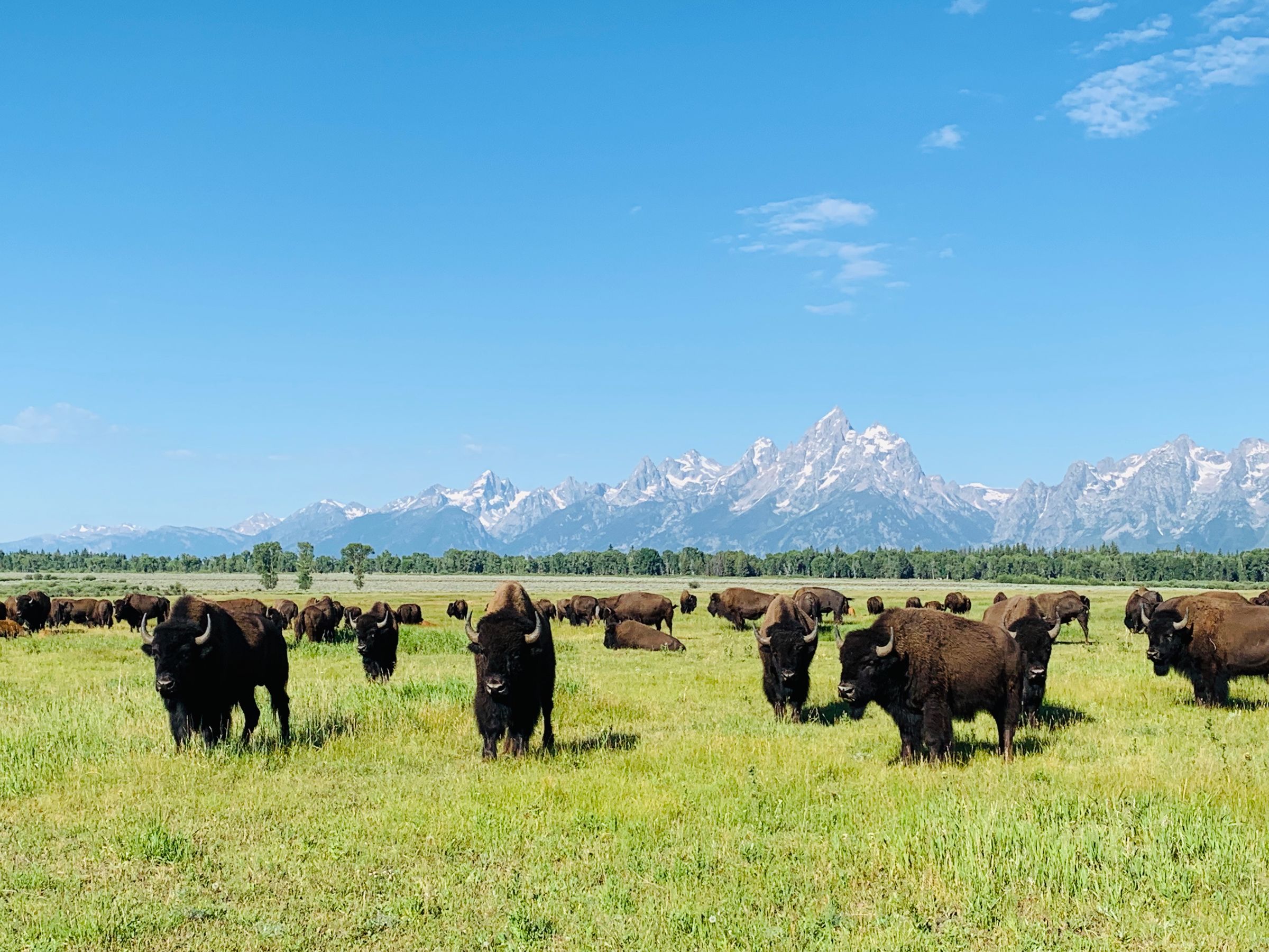 A bison herd grazing on open grassland below the Teton range